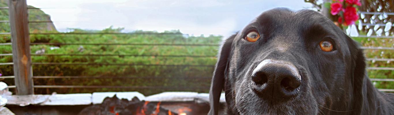 Dog Friendly Restaurants With Gardens And Views