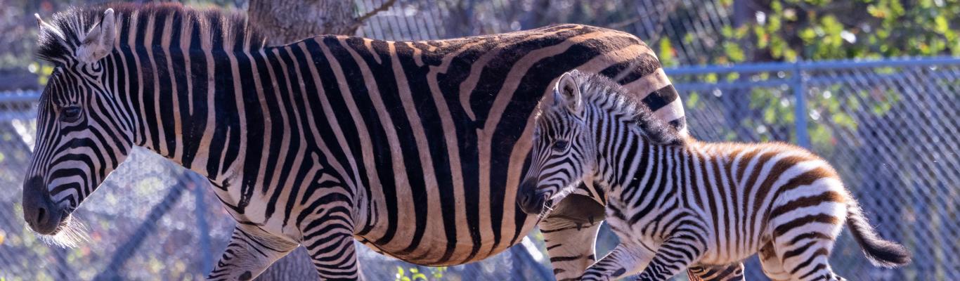 Pictures Zebra Zebra Stripes May Not Help Camouflage | Canadian