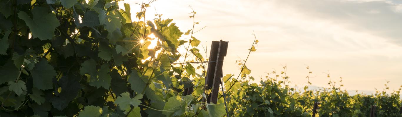 Close up of vines in sunlight