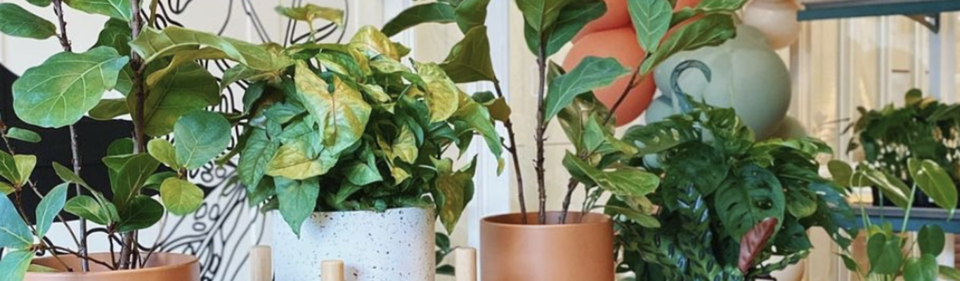 money plant uk Pilea Peperomioides