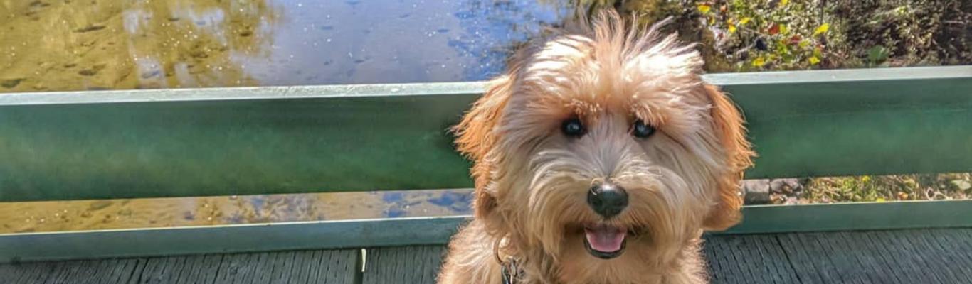 Best trails to outlet take dogs near me