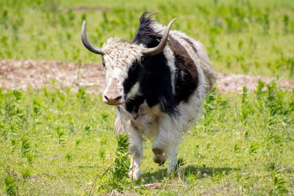 Sandy Oak Ranch Yak