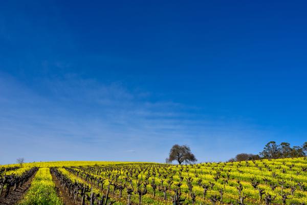 Napa Valley vineyard in winter with mustard
