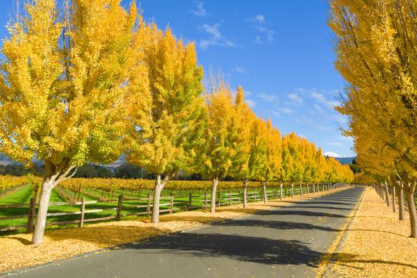 Far Niente Winery gingko trees in fall