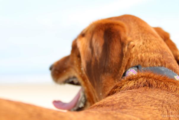 a closeup of a dog's back as it looks out at a beach