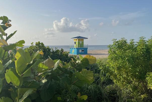 A photo of a brightly-colored lifeguard tower on a picturesque morning on Pompano Beach as seen from standing behind lush green foliage.