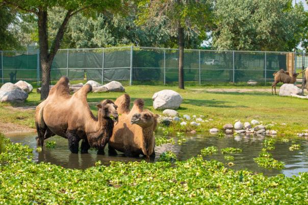 two camels in a pond at the red river zoo