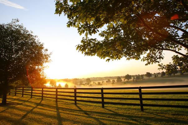 The sun rises over misty rolling green hills dotted with trees at Jonabell Farm.
