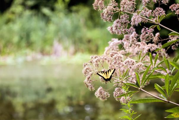 Meadowlark Botanical Garden - Vienna - Spring - Butterfly