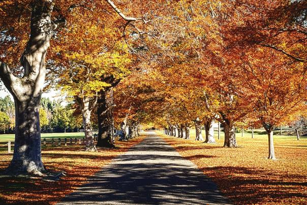 Autumn in Hamilton Park, Gore