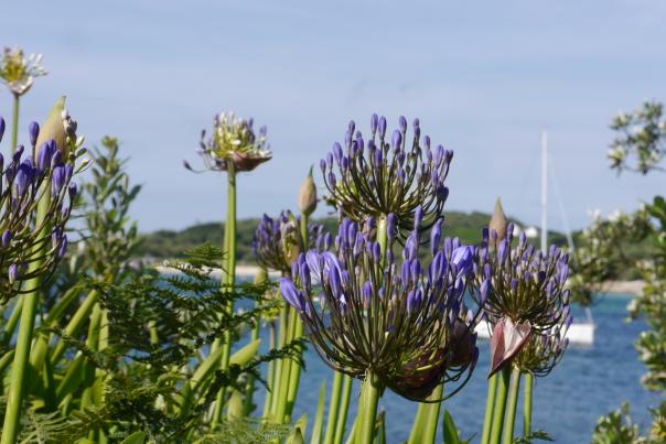 Agapanthus on the islands