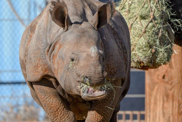 OKC Zoo Rhino