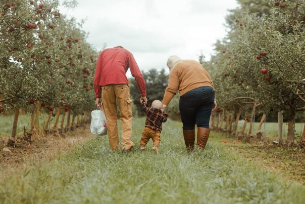 Father and mother walking with toddler between them in an apple orchard