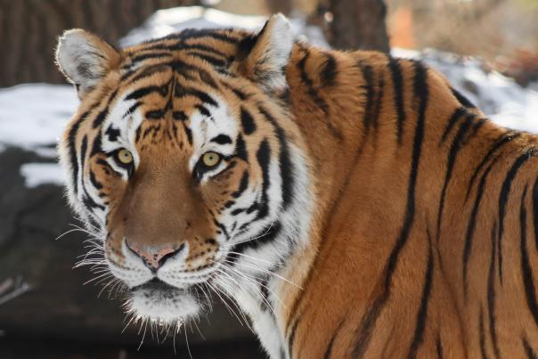 John Ball Zoo Membership