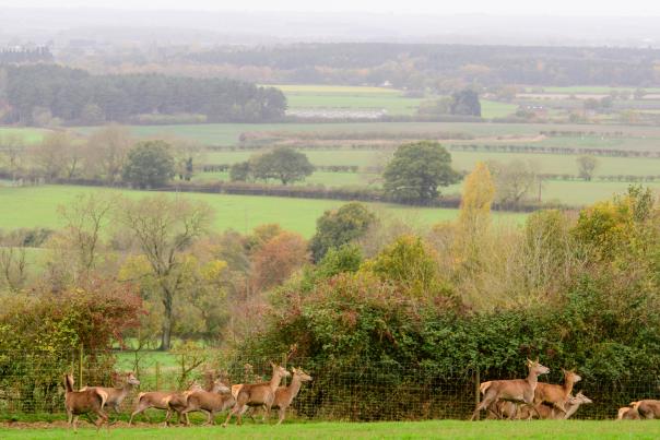 A group of deer's in the Lincolnshire Wolds at Autumn time.