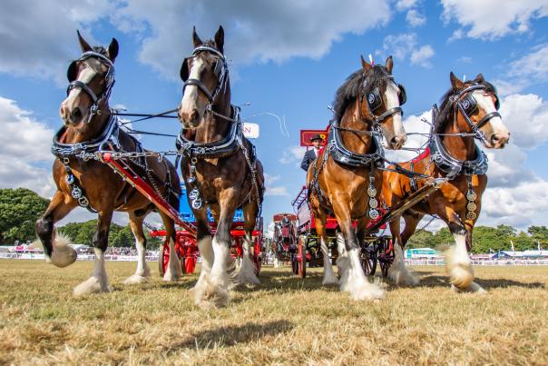 New Forest Show