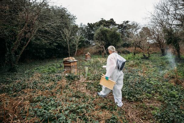 Walking towards a beehive
