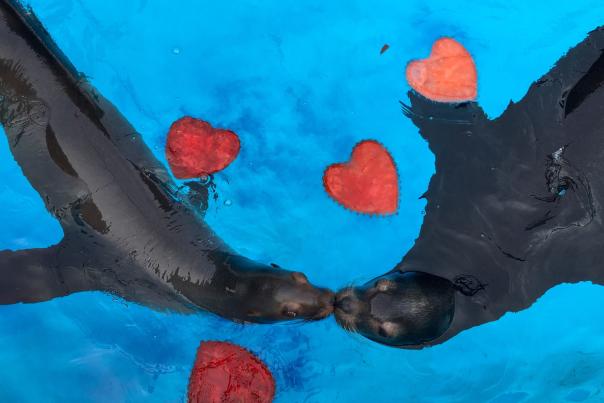 Sea Lions in the water at the Oklahoma City Zoo