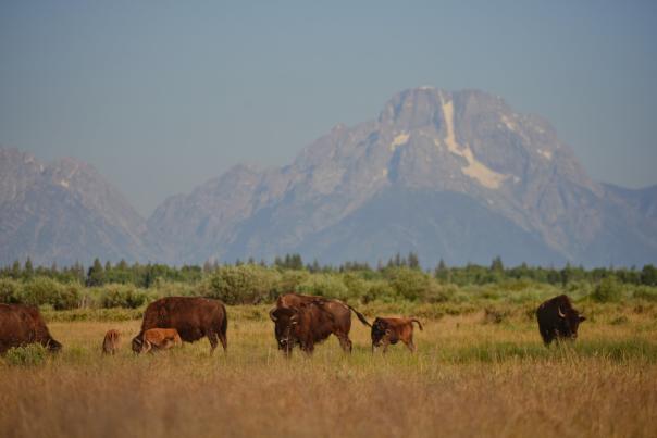 Bison in field in front of Tetons