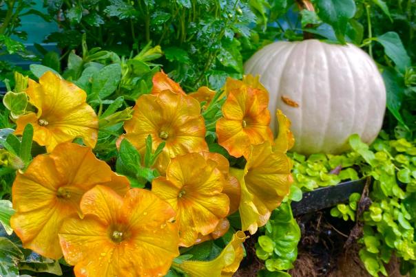 Pumpkin & Flowers
