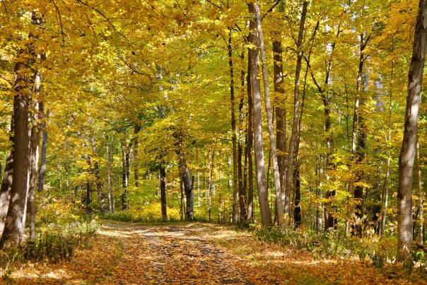 Hayes Arboretum - Yellow Fall
