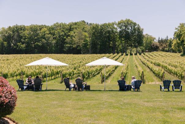 Relaxing in the Vineyard