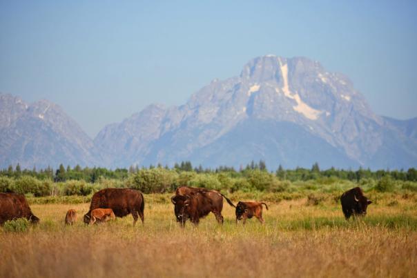 Spring time baby bison with the herd in Grand Teton National Park.