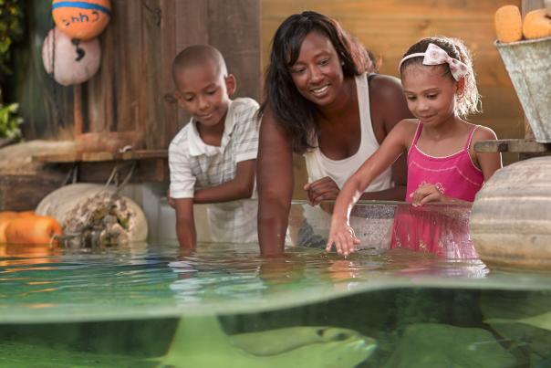 Mom and kids petting stingrays at the zoo