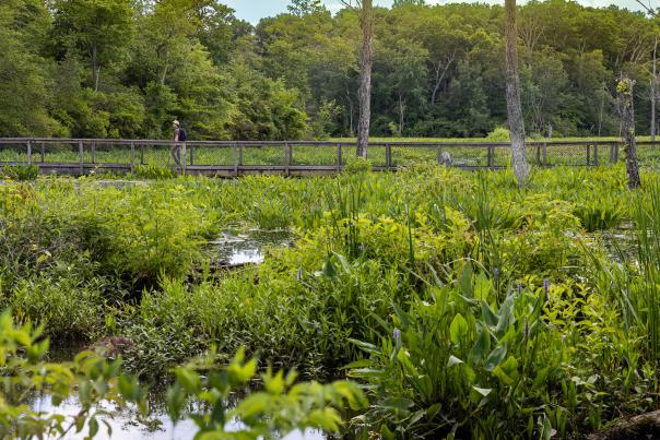 A man walking on the boardwalk at Mason Neck State Park.