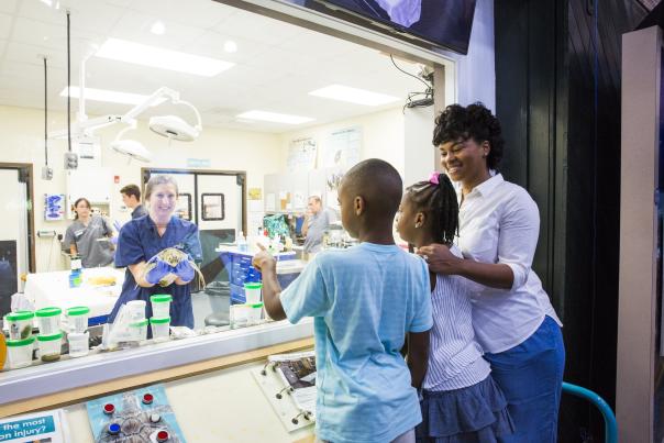 Georgia Sea Turtle Center on Jekyll Island