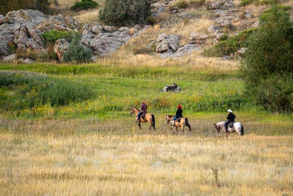 Horses walking across a field