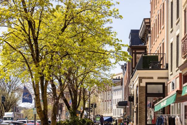 tree in bloom in downtown Saratoga Springs