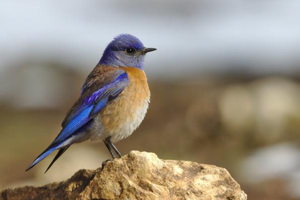 western bluebird