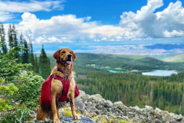 Dog Posing in Front of View of Grand Mesa