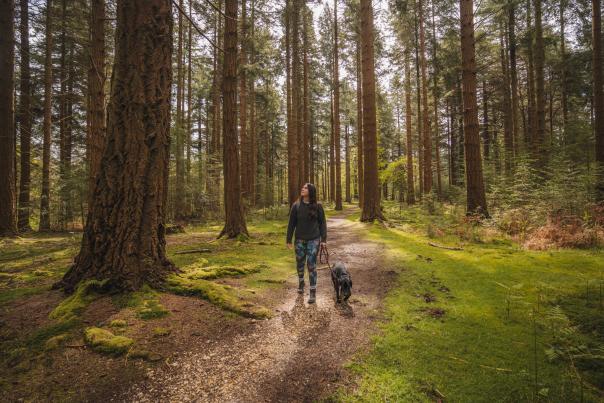 Person and dog walking amongst trees at Bolderwood in the New Forest