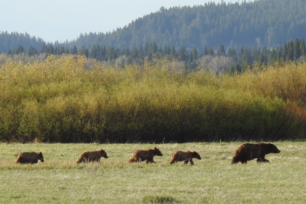 399 & Four Cubs
