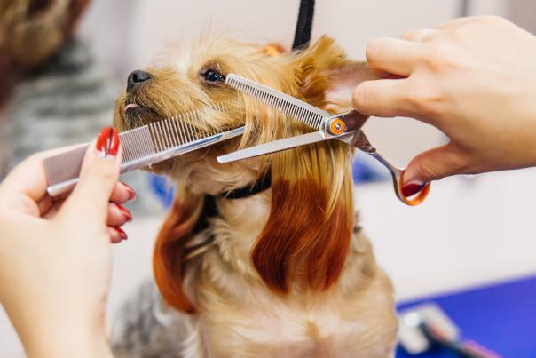 dog groomer