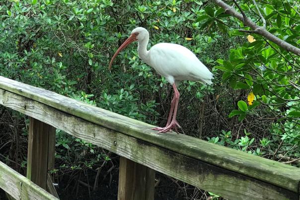 Ibis at Ponce de Leon Park