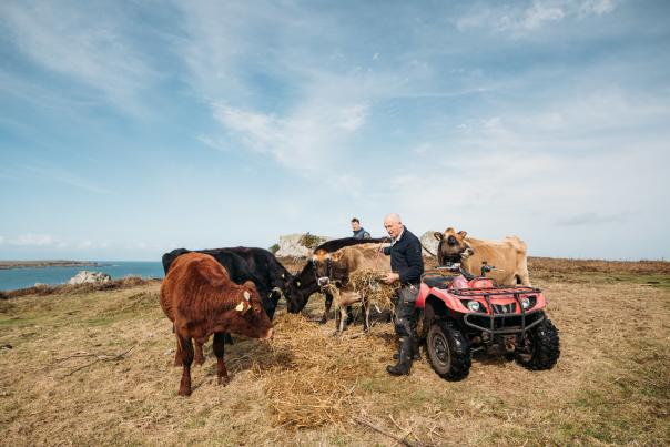 In the fields with the cows