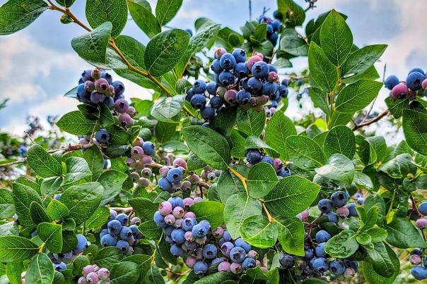 Blueberries at at U-Pick Farm