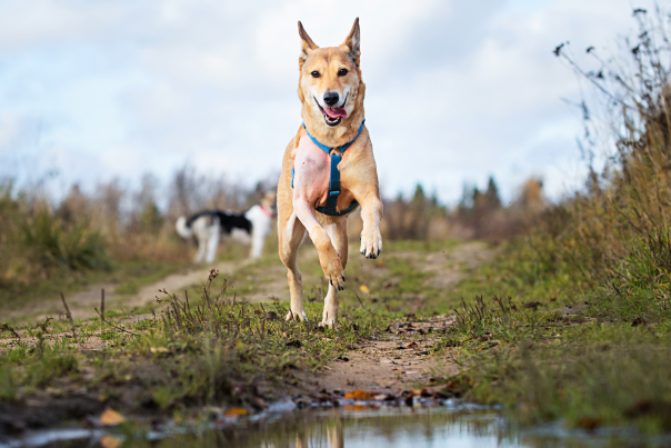 dog friendly ottery st mary