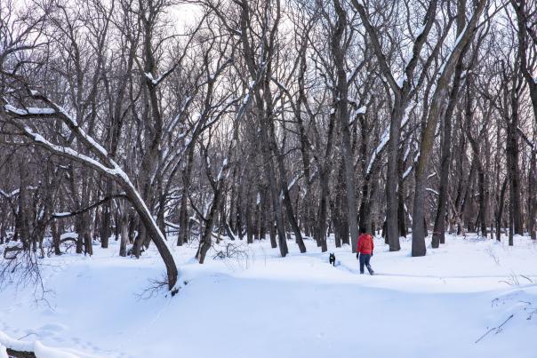 person walking dog in woods during winter