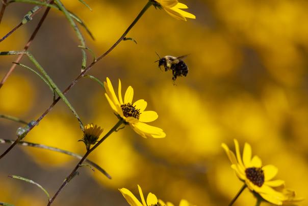 A bee flies towards a yellow flower at the Baily and Sarah Williamson Nature Preserve.