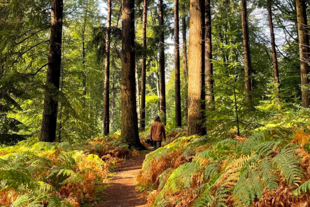 Walking in the early autumn in the New Forest