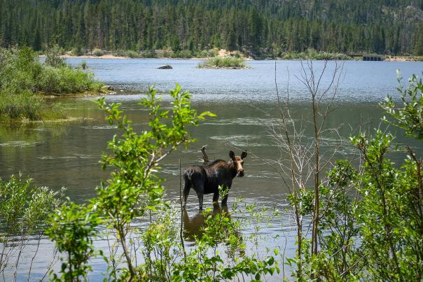 Moose Wildlife - Lake Granby, Colorado