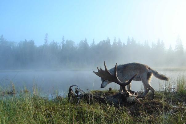 A wolf standing over the skull and antlers of a moose on the misty shore of Lake Superior at Isle Royale National Park.