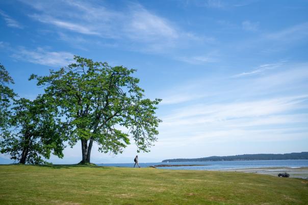 A person walking away from a large tree towards the sea.