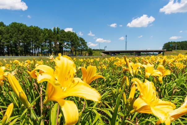 Yellow Wildflowers Along I-95 Interchange