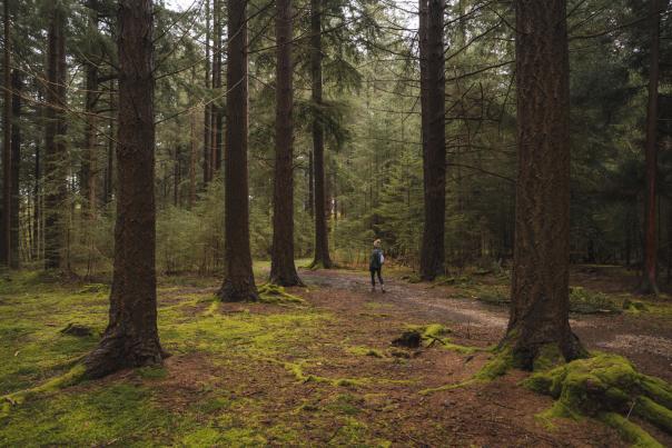 Winter walking in pine woodland in the New Forest