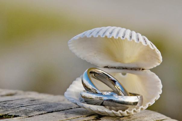 wedding rings in seashell